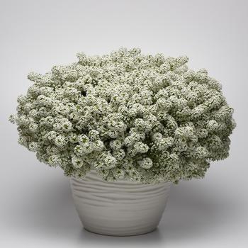 Lobularia maritima Easy Breezy™ White '' (160739)