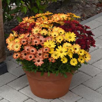 Osteospermum ecklonis Akila® 'Sunset Shades' (160754)