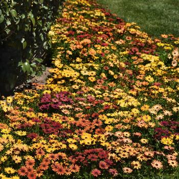 Osteospermum ecklonis Akila® 'Sunset Shades' (160755)