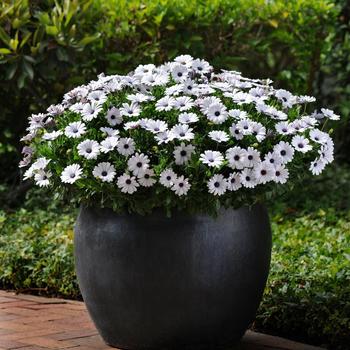 Osteospermum ecklonis Akila® 'White' (160759)