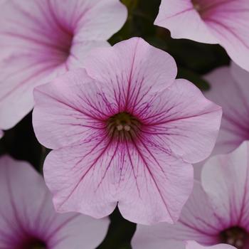 Petunia ColorRush™ '' (160800)