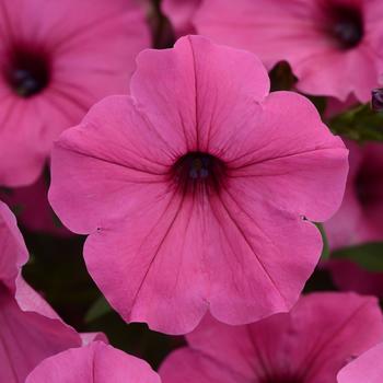 Petunia ColorRush™ '' (160802)