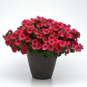 Petunia ColorRush™ '' (160820)