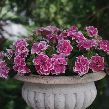 Petunia 'Pink Diamond' (160829)