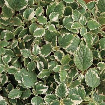 Plectranthus coleoides 'Variegata' (160842)