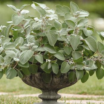 Plectranthus argentea 'Silver Shield' (160844)