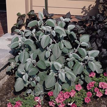 Plectranthus argentea 'Silver Shield' (160845)