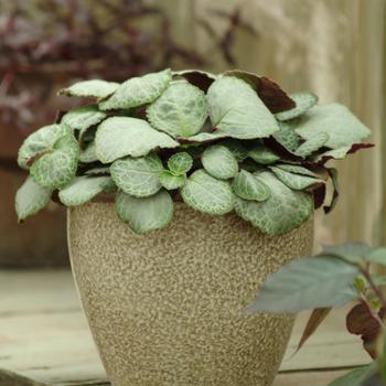 Plectranthus oertendahlii 'Emerald Lace' (160848)