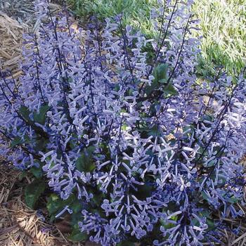 Plectranthus 'Mona Lavender' (160849)