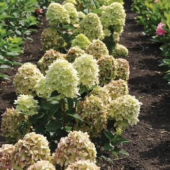 Hydrangea paniculata Magical® 'Candle' (160960)