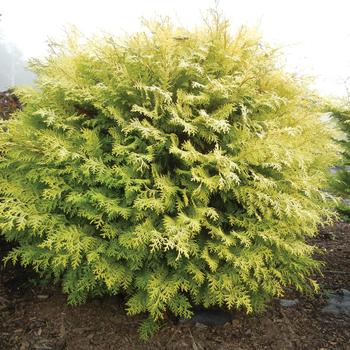 Chamaecyparis obtusa 'Night Light™' (160965)