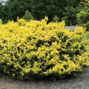 Ilex crenata 'Drops of Gold' (160969)