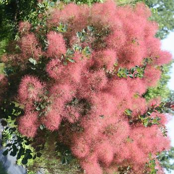 Cotinus coggygria The Velvet Fog® '' (161028)