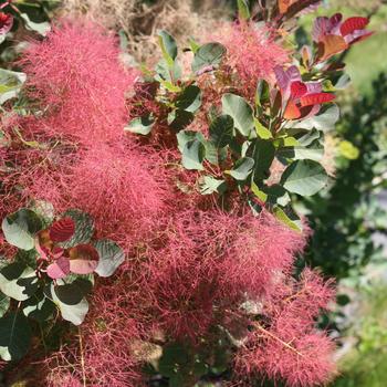 Cotinus coggygria The Velvet Fog® '' (161029)