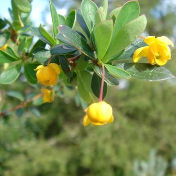 Berberis buxifolia 'Nana' 