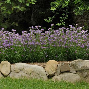 Nemesia foetans Poetry™ Blue '' (161160)