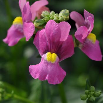 Nemesia foetans Poetry™ Deep Pink '' (161162)