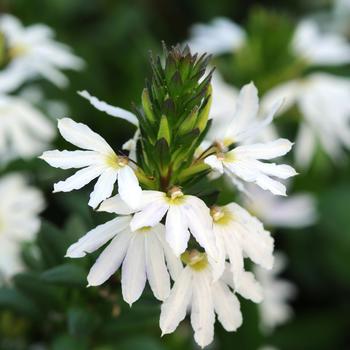 Scaevola 'White Sparkle' (161167)