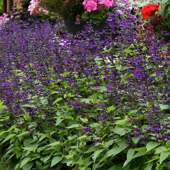 Salvia guaranitica 'Purple & Bloom' (161169)