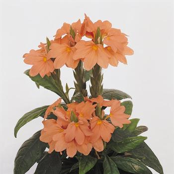 Crossandra infundibuliformis 'Tropic Flame' (161215)