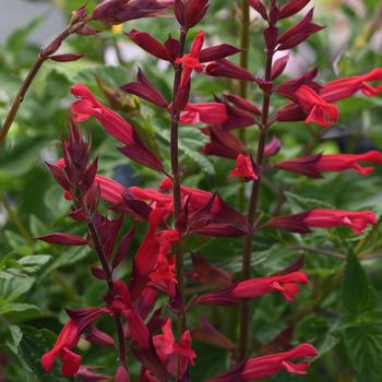 Salvia splendens 'Roman Red' (161220)