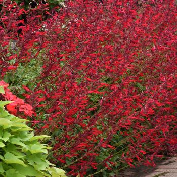 Salvia splendens 'Roman Red' (161221)