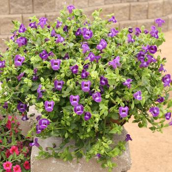 Torenia Summer Wave® '' (161311)