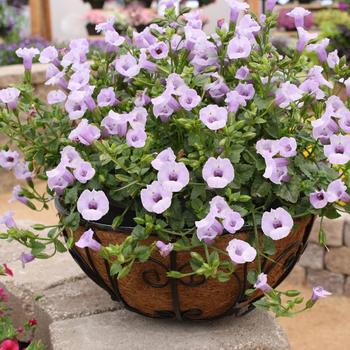 Torenia Summer Wave® 'Large Silver' (161316)