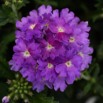 Verbena peruviana Cadet Upright™ 'Lavender Blue' (161323)