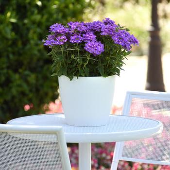 Verbena peruviana Cadet Upright™ 'Lavender Blue' (161324)