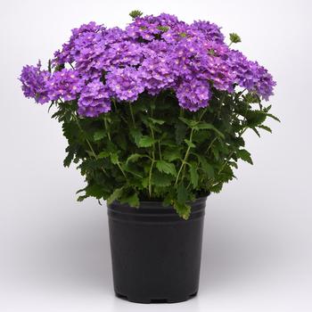 Verbena peruviana Cadet Upright™ 'Lavender Blue' (161325)