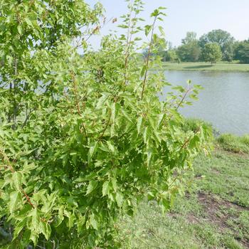 Acer ginnala 'Flame' (161326)