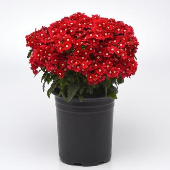 Verbena peruviana Cadet Upright™ 'Red' (161337)