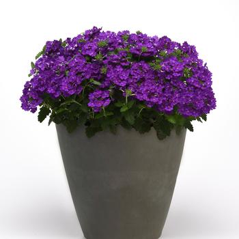 Verbena peruviana Cadet Upright™ 'Violet Blue' (161340)