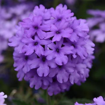 Verbena peruviana EnduraScape™ '' (161347)