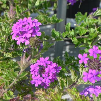 Verbena canadensis 'Homestead Purple' (161377)