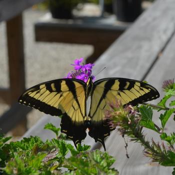 Verbena canadensis 'Homestead Purple' (161378)