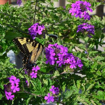 Verbena canadensis 'Homestead Purple' (161380)