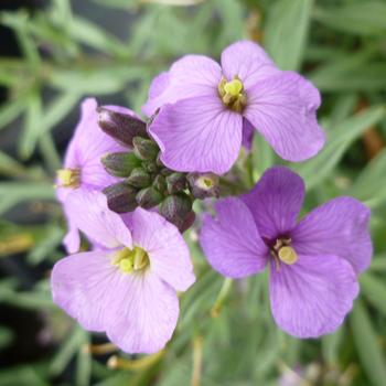 Erysimum linifolium 'Bowles Me Away' (161393)