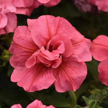 Petunia Double Madness™ 'Salmon' (161434)