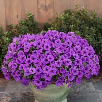 Petunia Supertunia® Mini Vista™ 'Indigo' (161440)