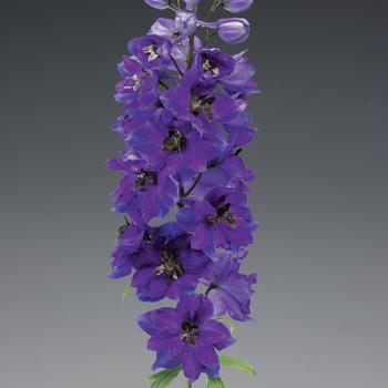 Delphinium elatum Excalibur™ 'Dark Blue Black Bee' (161572)