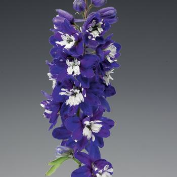 Delphinium elatum Excalibur™ 'Dark Blue White Bee' (161573)