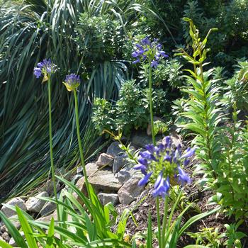 Agapanthus 'Ellamae' (161585)