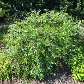 Baptisia australis 'Blue Mound' (161592)