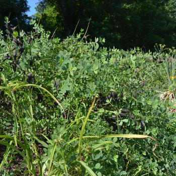 Baptisia australis 'Blue Mound' (161593)