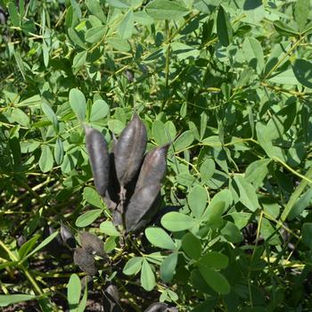 Baptisia australis 'Blue Mound' (161594)