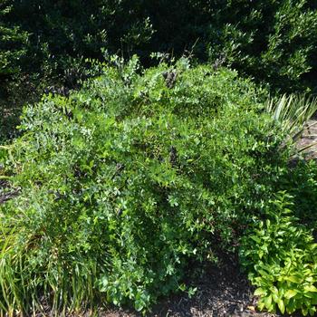 Baptisia australis 'Blue Mound' (161595)