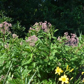 Eupatorium purpureum ssp. maculatum 'Little Red' (161597)