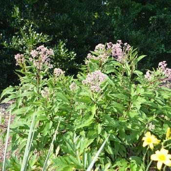 Eupatorium purpureum ssp. maculatum 'Little Red' (161598)